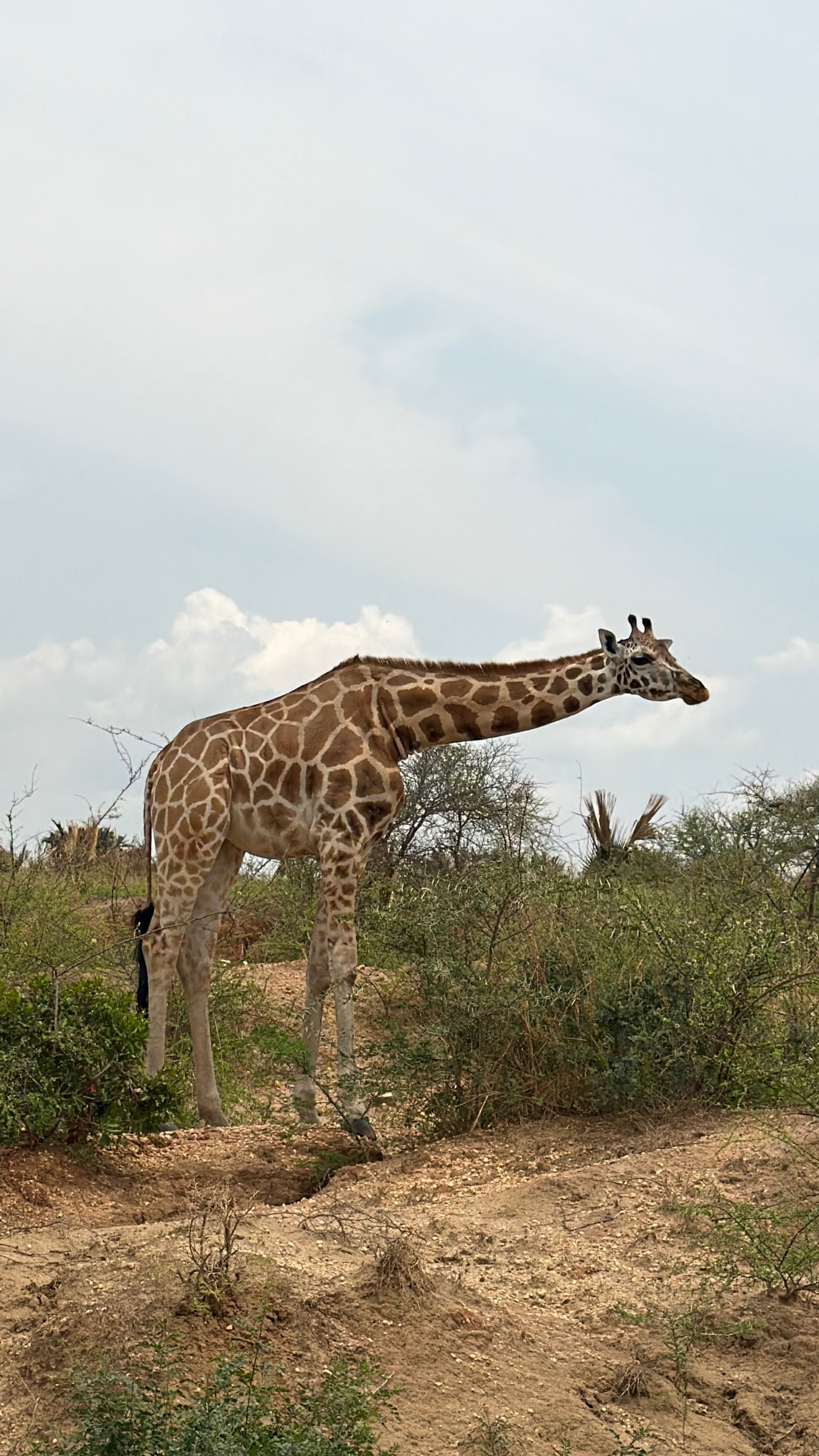 Uganda mission